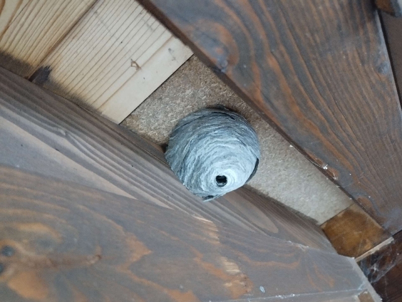 wespennest entfernen Basel