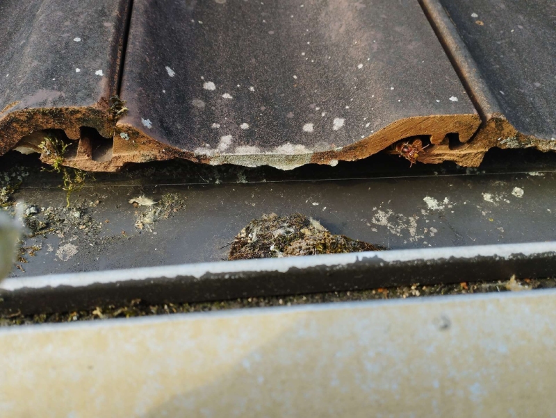 wespennest entfernen Basel