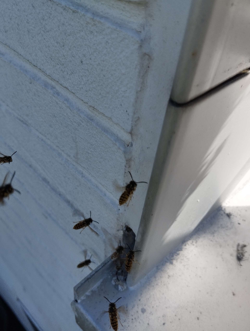 wespennest entfernen Bettingen