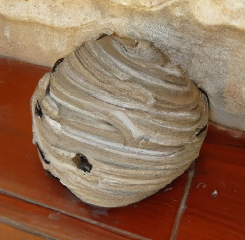 wespennest entfernen Diegten