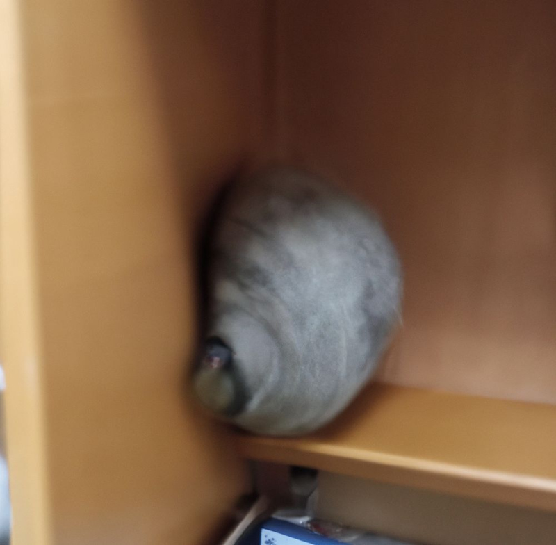 Wespen-entfernen Nenzlingen