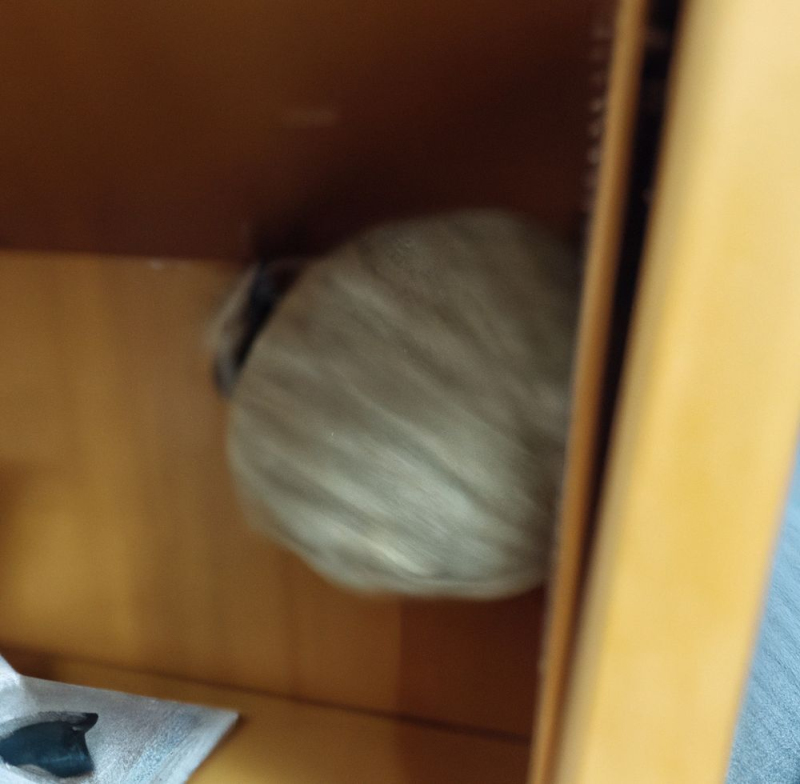 Wespen-entfernen Niederdorf