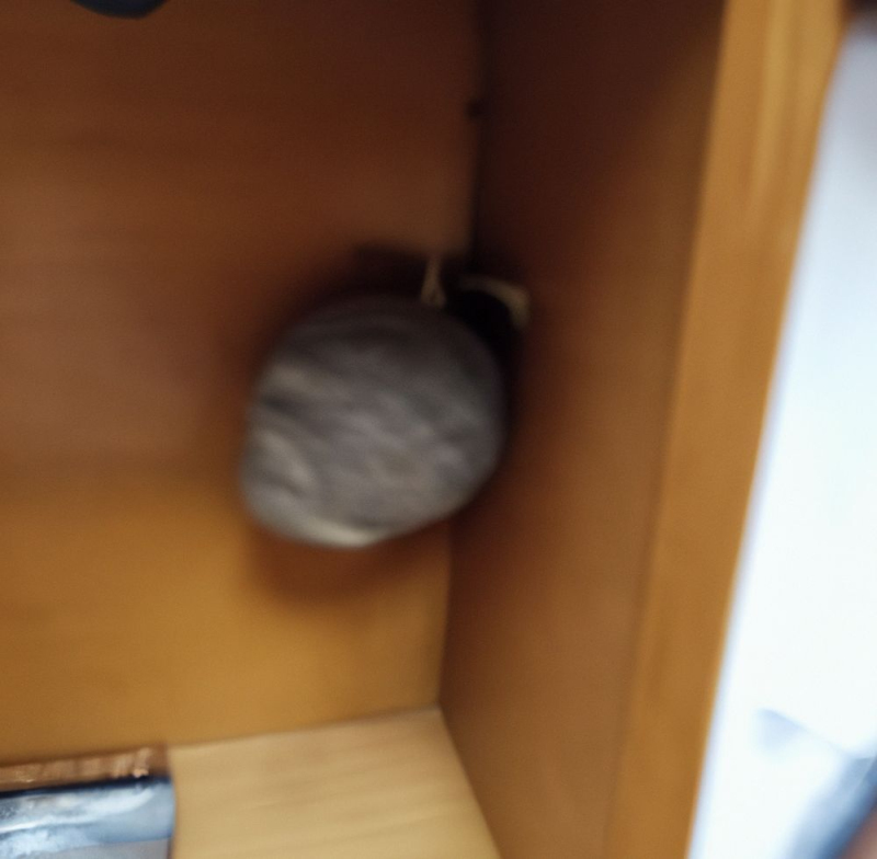 Wespen-entfernen Oltingen