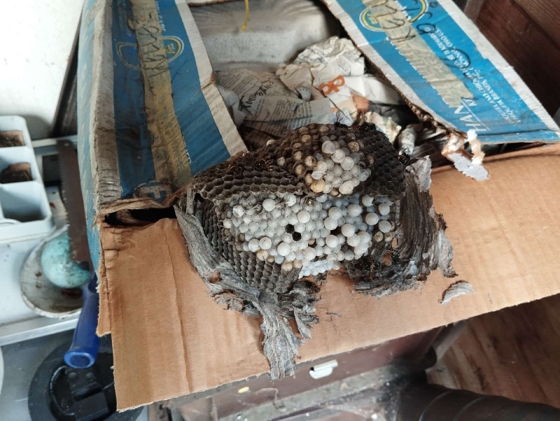 wespennest entfernen Bettingen