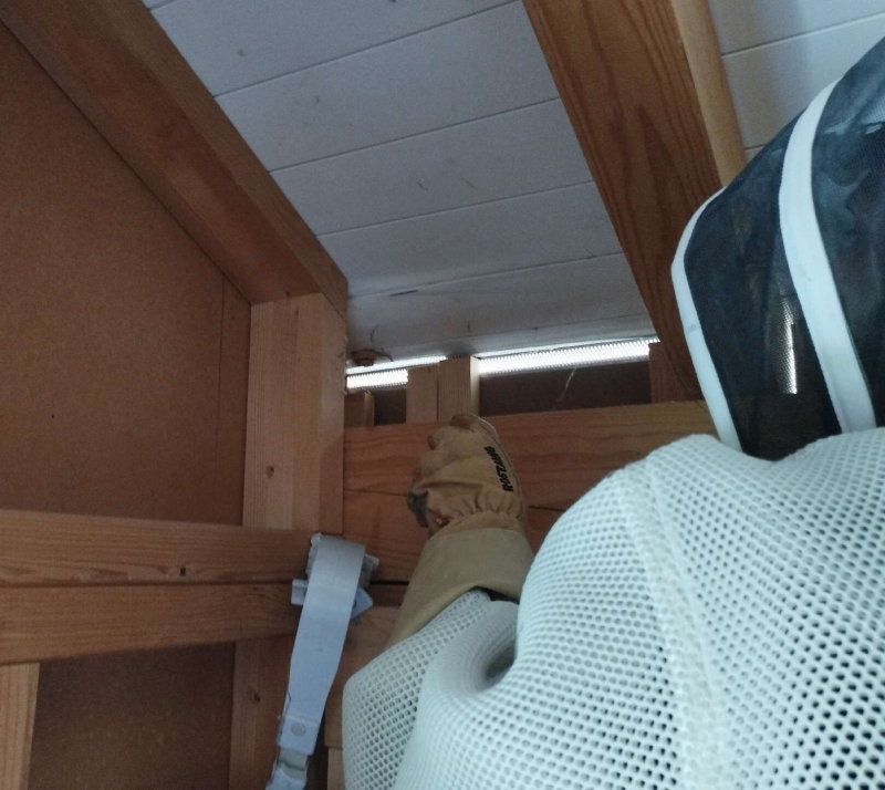 wespennest entfernen Riehen