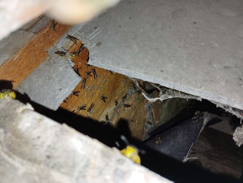 wespennest entfernen Riehen