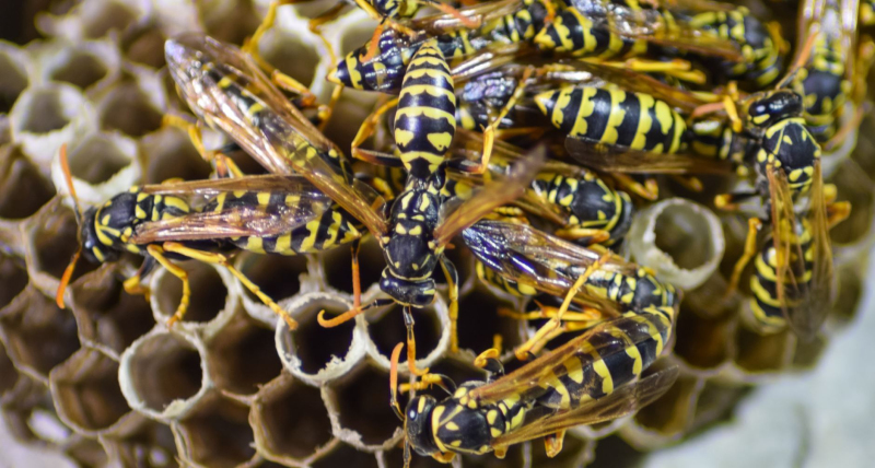 Wespennest entfernen schweiz.jpg